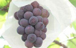 あかしろ農園　AKASHIRO FARM　ニューピオーネ