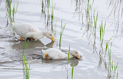 あひる米　アヒルのお米　コシヒカリ